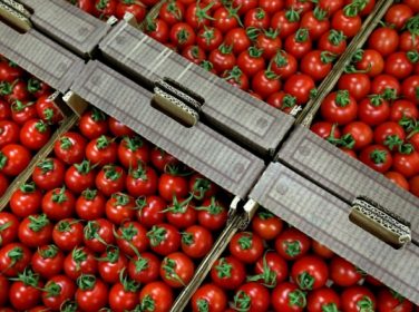 Rusya Domates İthalatı İçin Yeni Tarih Belirledi